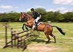Wanborough Horse and Dog show